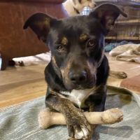 Montgomery Veterinary Hospital ico