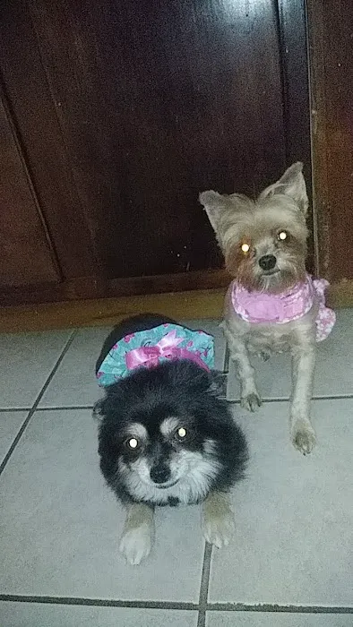 Kennedy's Pet Shop 1