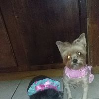 Kennedy's Pet Shop ico
