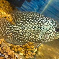Riverbend Aquatics ico