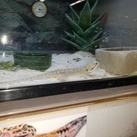 Petco ico