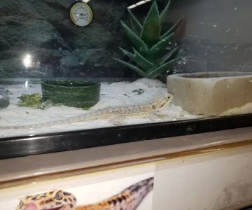 Petco
