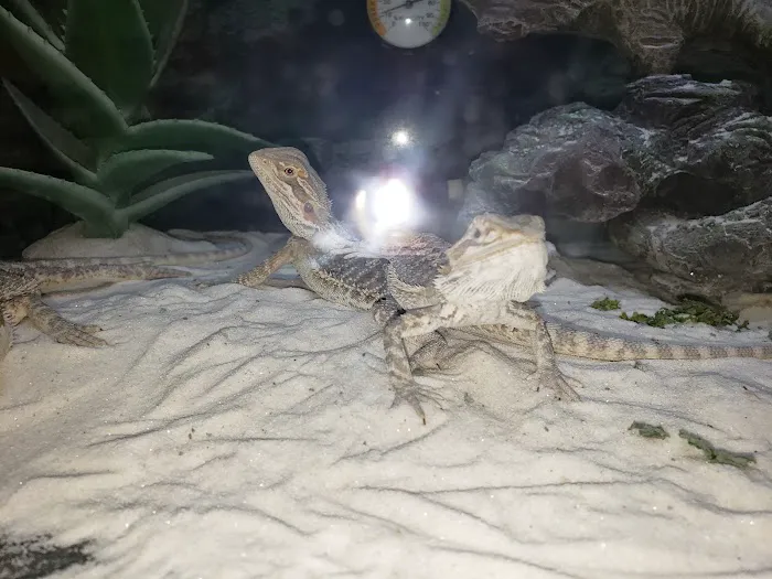 Petco 2