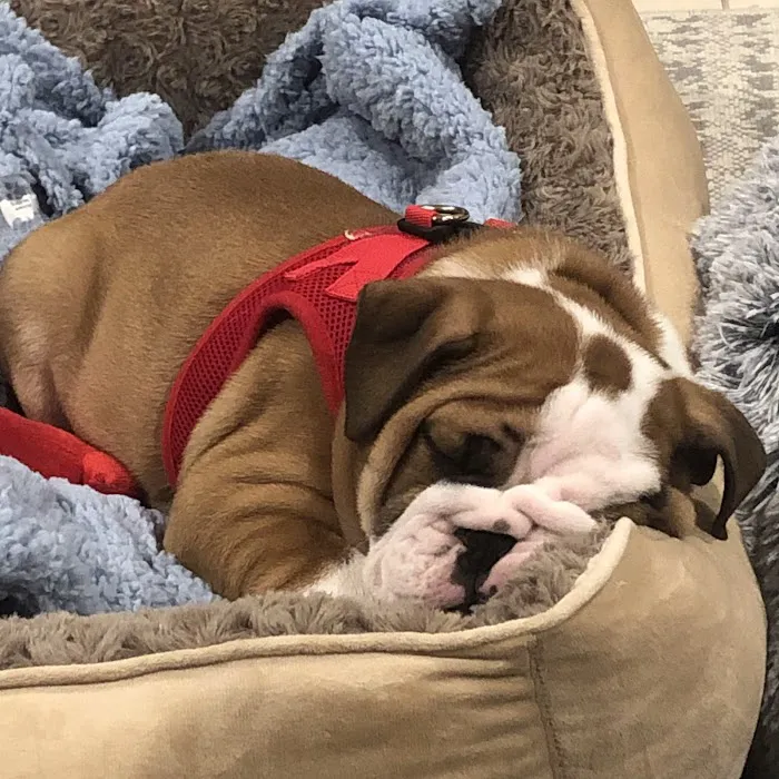 Dobbs Ferry Animal Hospital 7