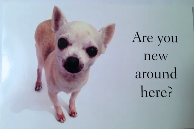 Dobbs Ferry Animal Hospital 4
