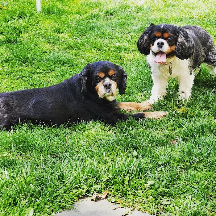 Dobbs Ferry Animal Hospital 2