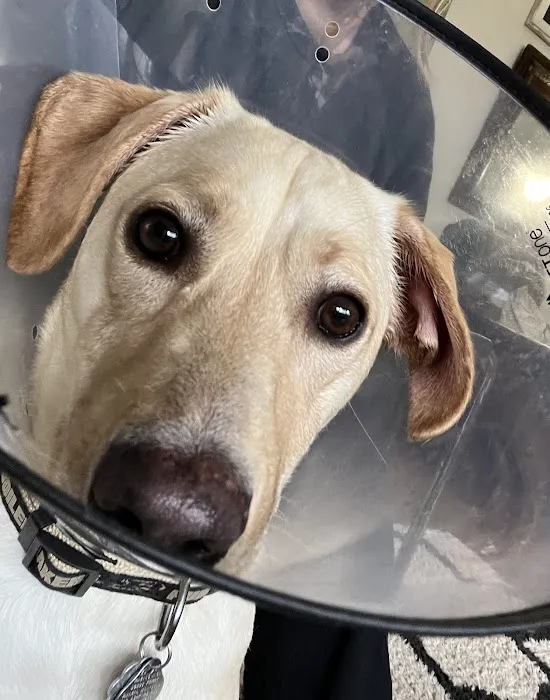 Dobbs Ferry Animal Hospital 1