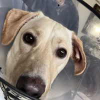 Dobbs Ferry Animal Hospital ico