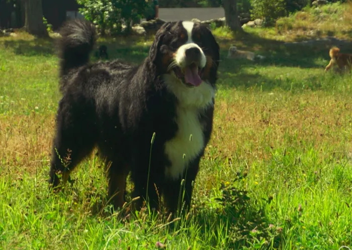 Dobbs Ferry Animal Hospital 10