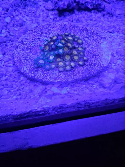 Liberty Reef 1