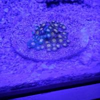 Liberty Reef ico