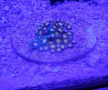 Liberty Reef