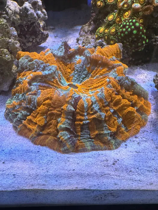Liberty Reef 3