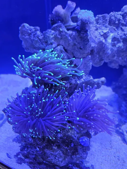 Liberty Reef 5