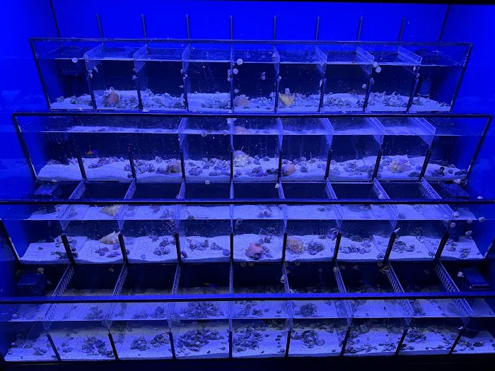 Liberty Reef 9