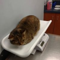 Ardsley Veterinary Associates ico