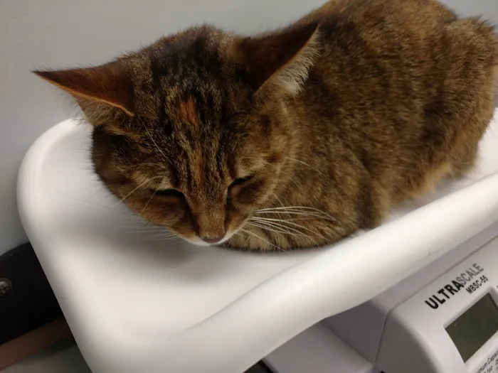Ardsley Veterinary Associates 2