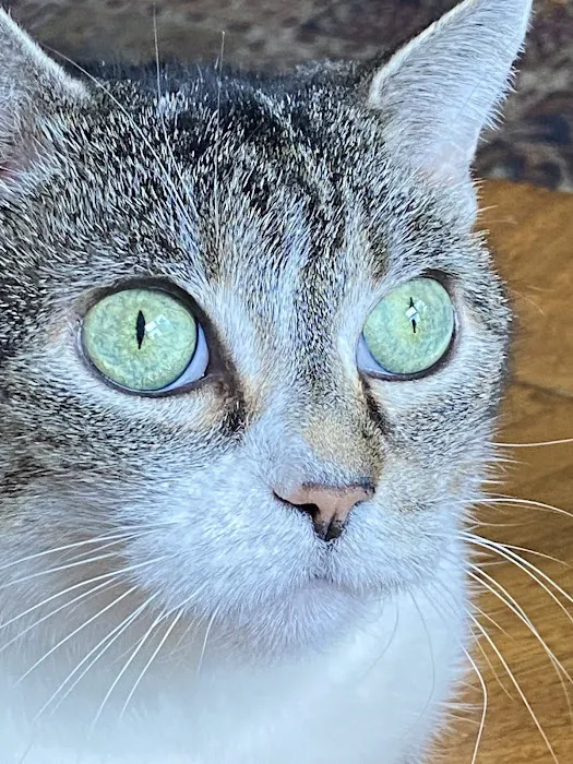Feline Veterinary Medical Center 5