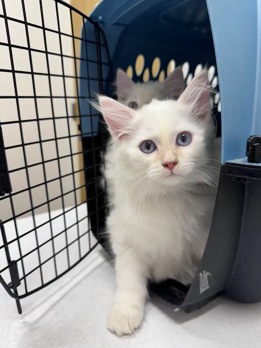 Feline Veterinary Medical Center 3
