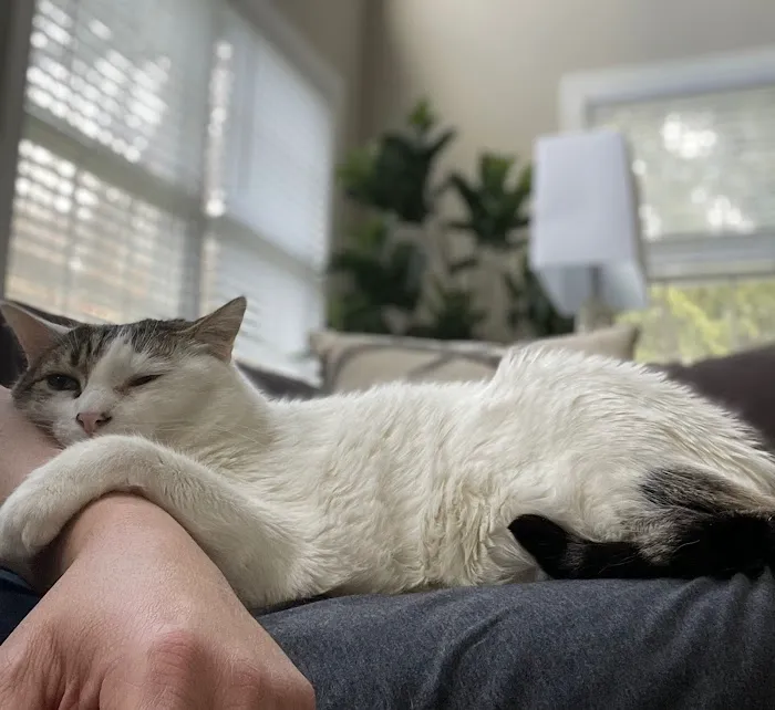 Feline Veterinary Medical Center 7