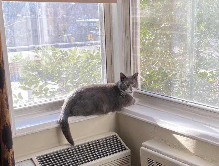 Feline Veterinary Medical Center 8