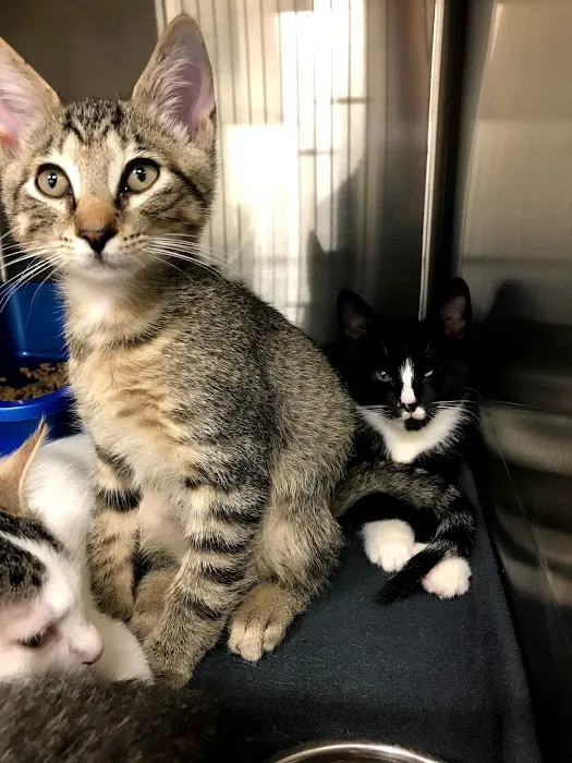 Feline Veterinary Medical Center 4