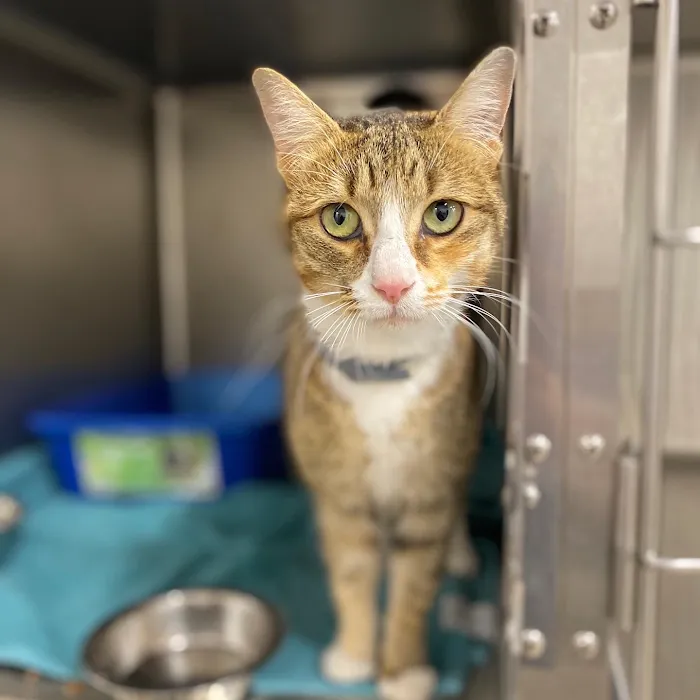 Feline Veterinary Medical Center 2