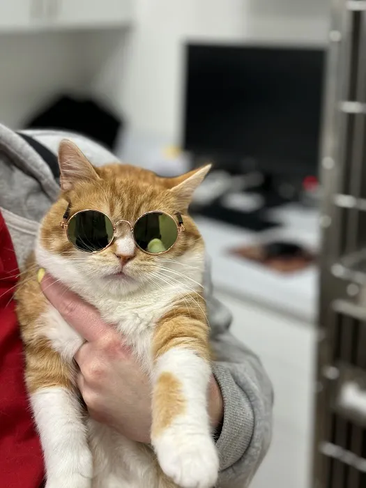 Feline Veterinary Medical Center 1