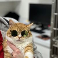 Feline Veterinary Medical Center ico