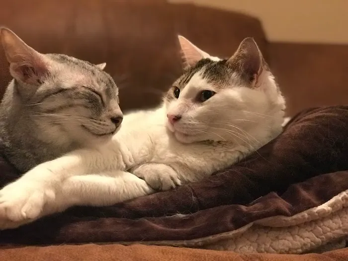 Feline Veterinary Medical Center 6