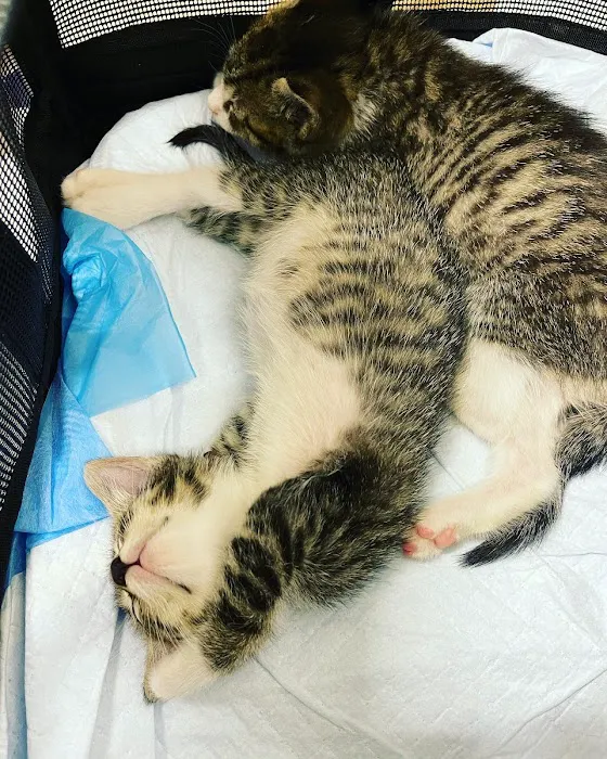 Feline Veterinary Medical Center 9