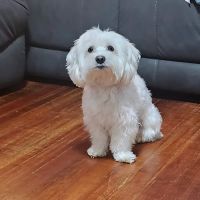 Banfield Pet Hospital ico