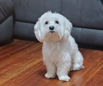 Banfield Pet Hospital