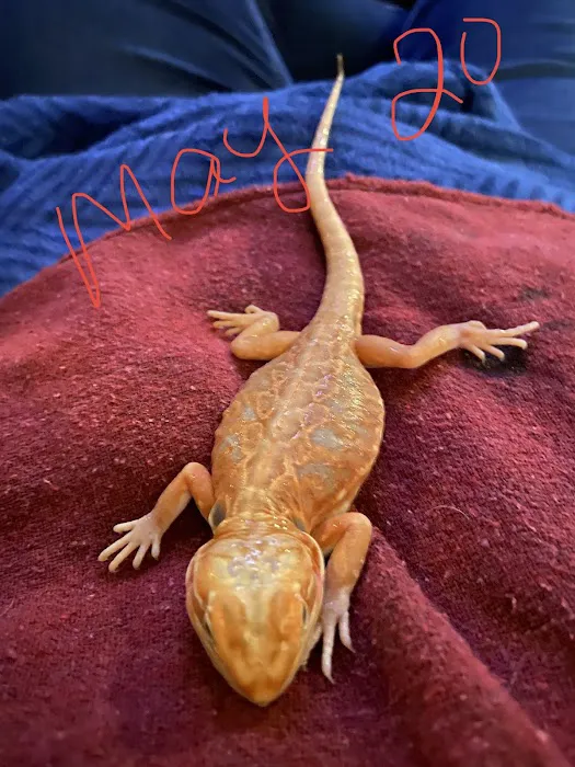 Exotic A.R.C. (Amphibian Reptile Center) 9