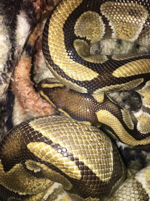 Exotic A.R.C. (Amphibian Reptile Center) 4