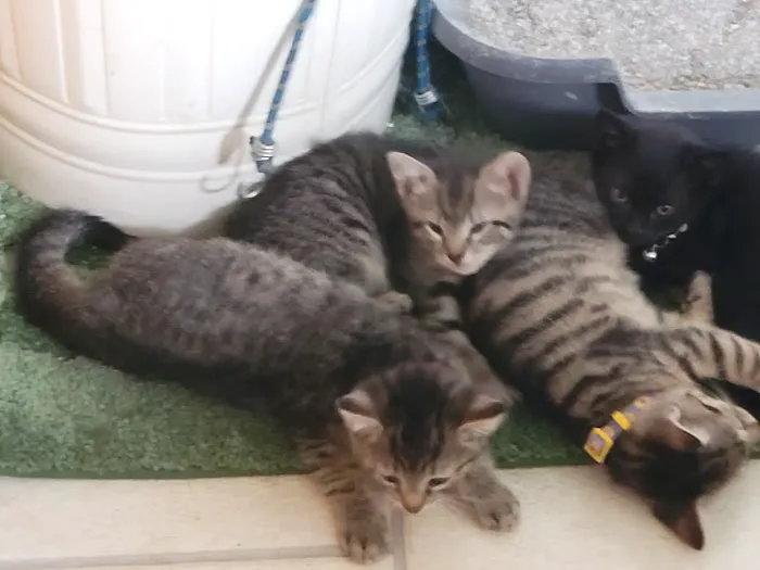 Vetco Vaccination Clinic 3