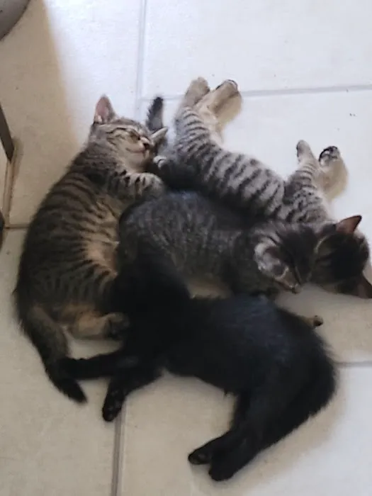Vetco Vaccination Clinic 2