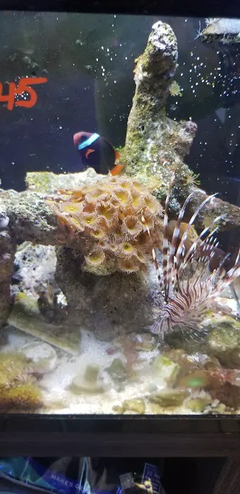 The Corner Reef 3