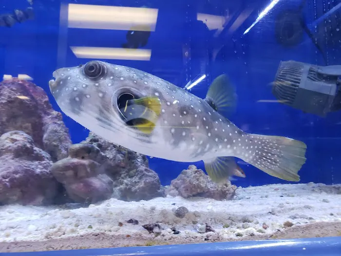 The Corner Reef 1