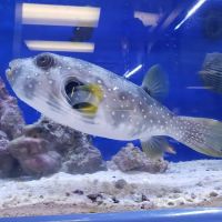 The Corner Reef ico