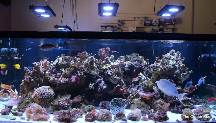 The Corner Reef 6