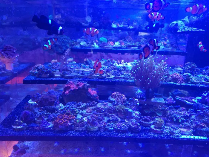 The Corner Reef 8