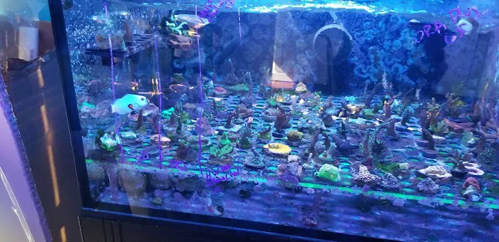 The Corner Reef 4