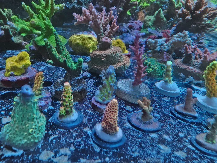 The Corner Reef 2