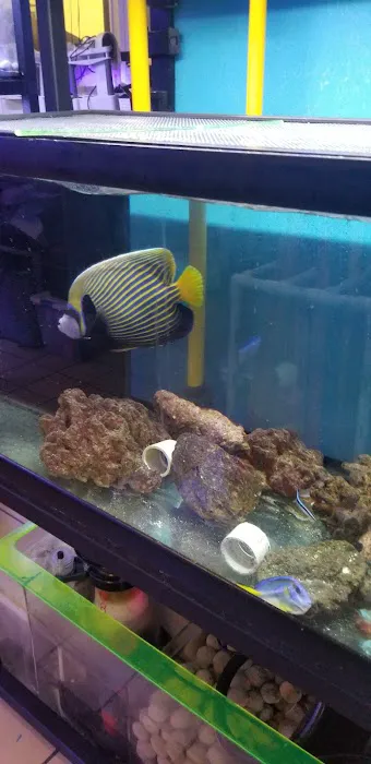 The Corner Reef 5