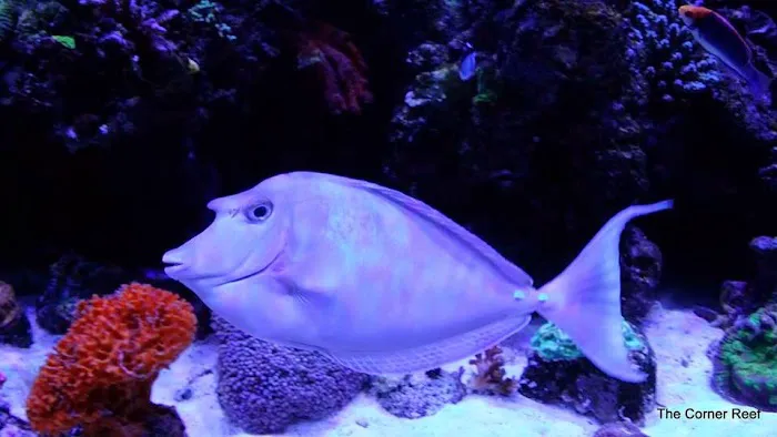 The Corner Reef 10