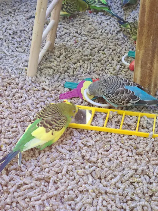 Petco 7