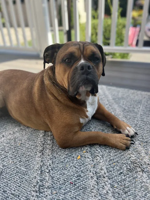 Hartsdale Veterinary Hospital 8