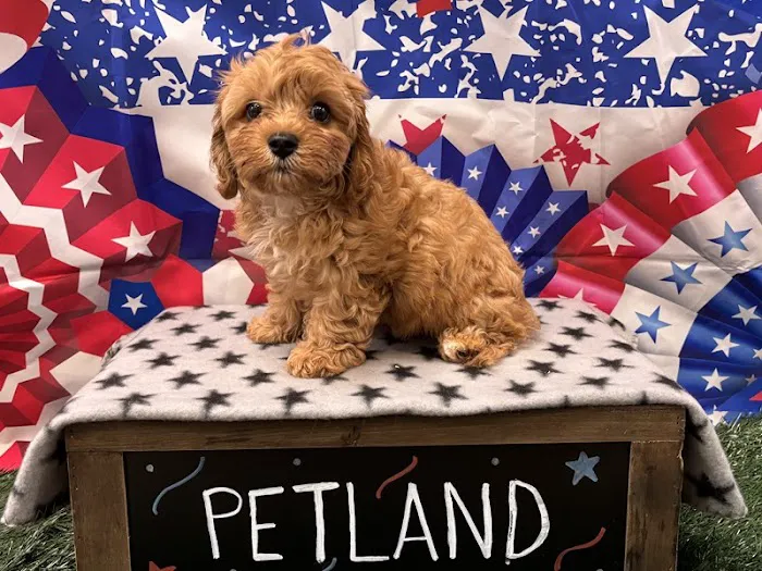 Petland St. Louis 2