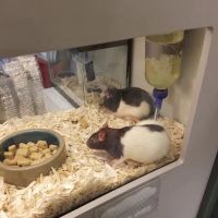Petland St. Louis ico